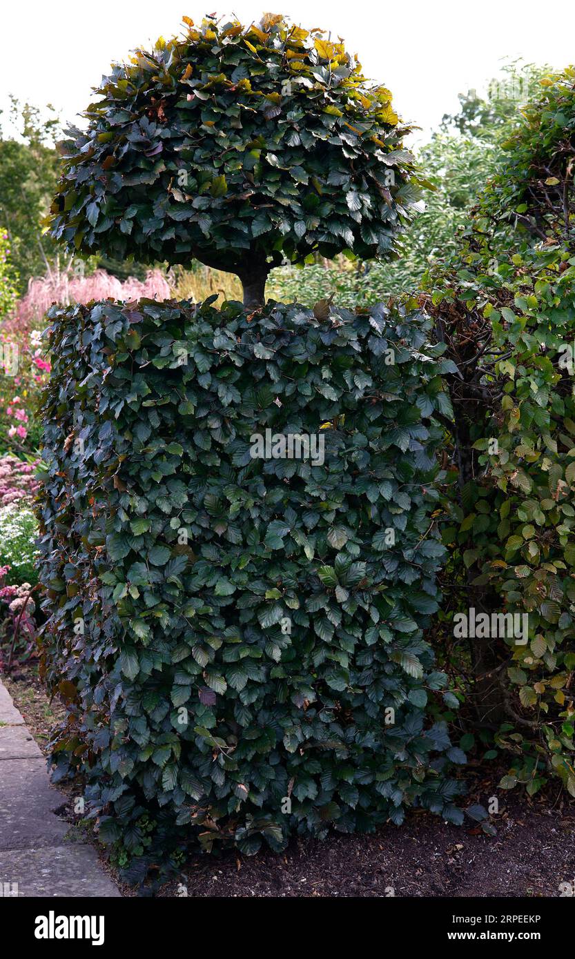 Primo piano delle foglie viola del topiario e dell'albero da giardino a forma di siepe fagus sylvatica atropurpurea o spiaggia di rame. Foto Stock