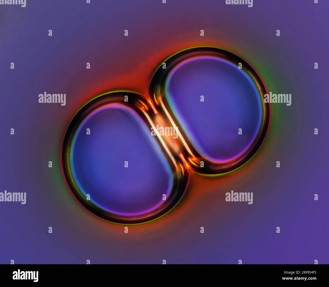 L'immagine presenta bolle d'aria fotografate attraverso il microscopio in luce polarizzata con un ingrandimento di 100X. Foto Stock