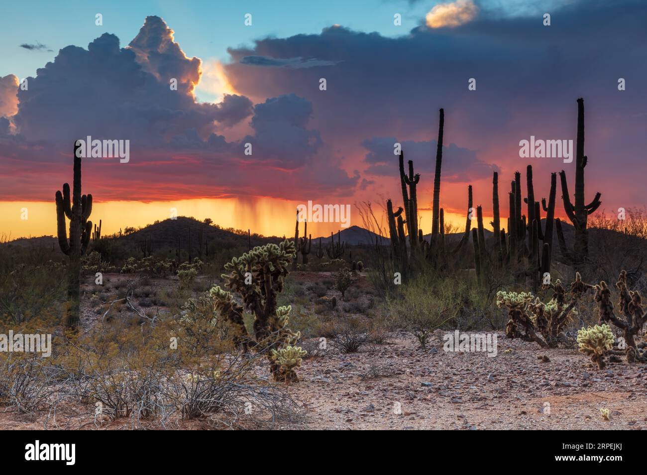 Deserto di Sonora in Arizona durante i temporali estivi. Cactus di Saguaro e altre piante del deserto in primo piano; cielo con nuvole dorate e pioggia. Foto Stock