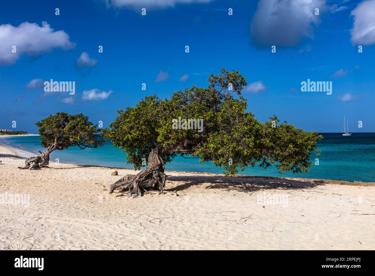 Famosi alberi di Fofoti (Conocarpus erectus) sulla spiaggia di Eagle ad Aruba. Blu vivo e verde smeraldo dell'oceano con barca a vela sullo sfondo. Cielo nuvoloso blu. Foto Stock