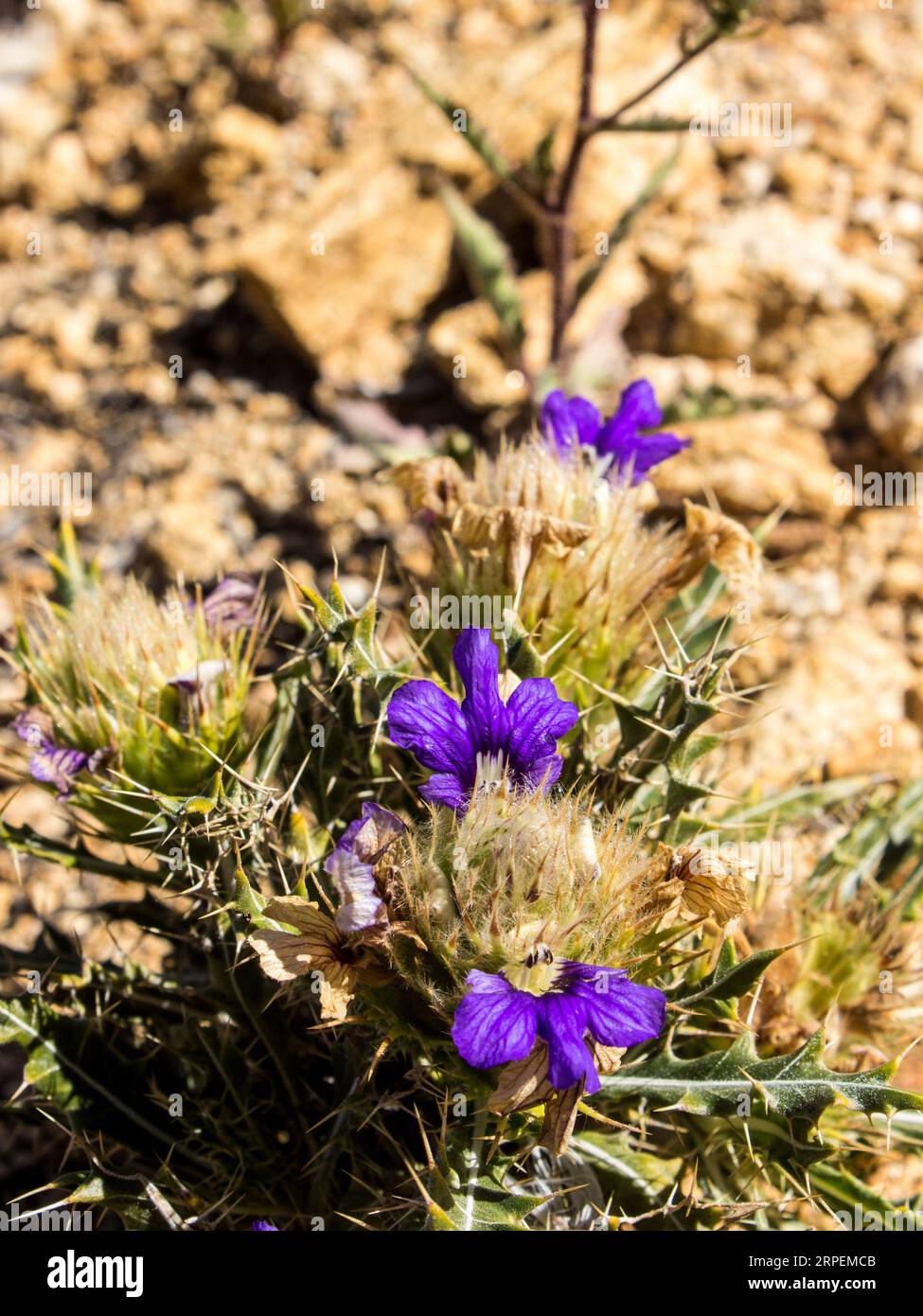 Piccoli fiori viola bluei della Verneukhalfmensie, Acanthopsis Disperma, che cominciano ad andare a seme Foto Stock