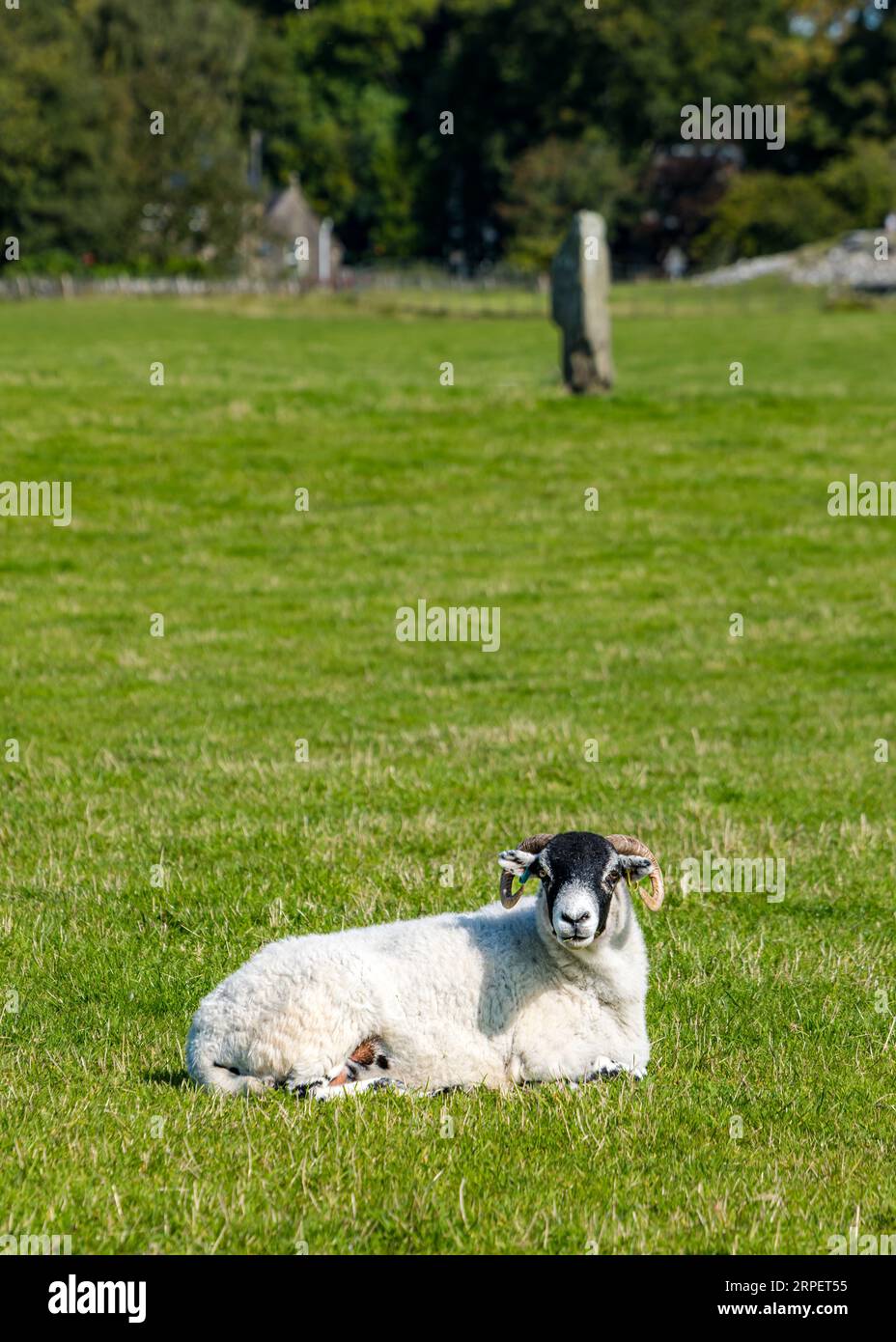Pecore sdraiate di fronte a Nether Largie in piedi in pietra in campo, Kilmartin Glen, Argyll, Scozia, Regno Unito Foto Stock