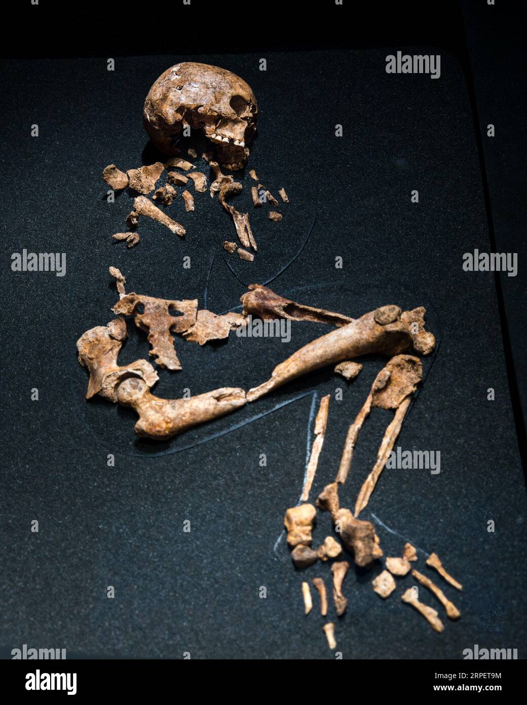 Scheletro di donna preistorica, Kilmartin Museum, Argyll, Scozia, Regno Unito Foto Stock