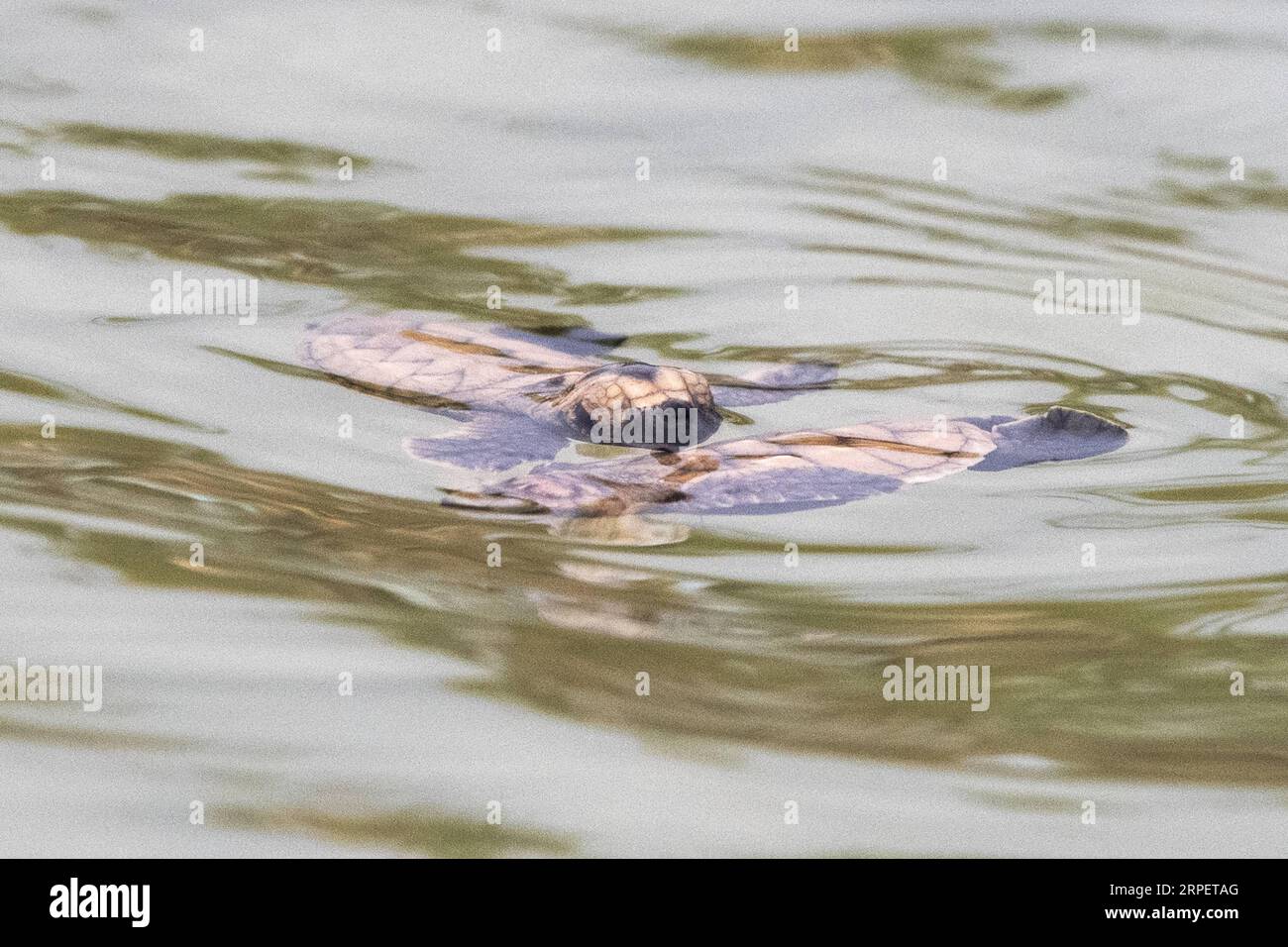 (190904) -- SINGAPORE, 4 settembre 2019 -- le tartarughe marine neonate Hawksbill che si sono schiuse meno di 10 ore fa si dirigono verso il mare sulla spiaggia dell'isola Sentosa di Singapore il 4 settembre 2019. Lo staff della Sentosa Development Corporation ha rilasciato un totale di 100 esemplari di tartarughe marine Hawksbill di nuovo in mare. Le nascite sono nate da un nido scoperto il 14 luglio 2019. Poi Chih Wey) SINGAPORE-ISOLA DI SENTOSA-HAWKSBILL SEA TURTLE xinjiapo PUBLICATIONxNOTxINxCHN Foto Stock