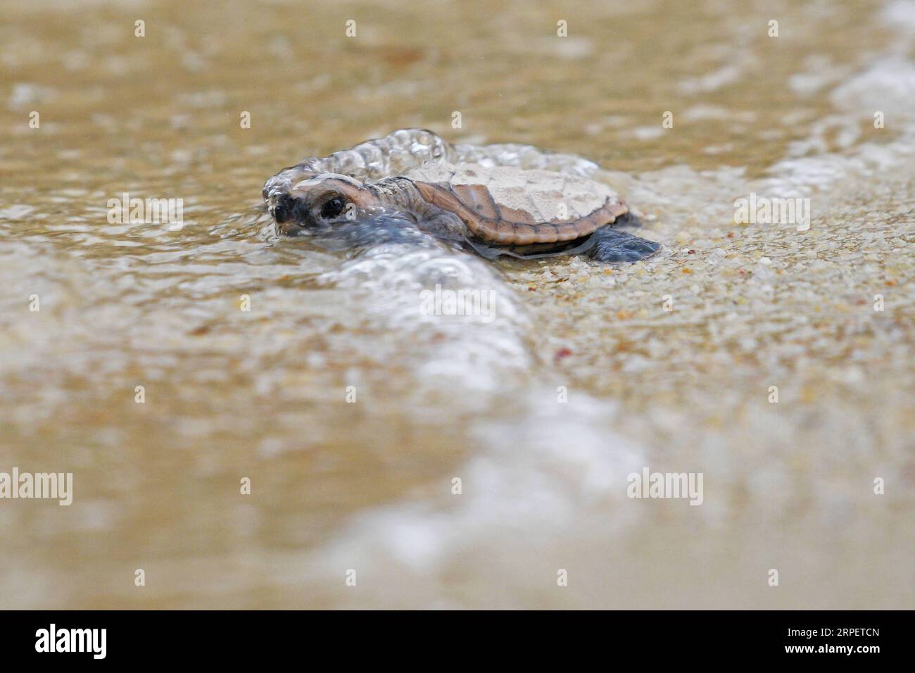 (190904) -- SINGAPORE, 4 settembre 2019 -- Una tartaruga marina neonata di Hawksbill che si è schiusa meno di 10 ore fa si dirige verso il mare sulla spiaggia dell'isola Sentosa di Singapore il 4 settembre 2019. Lo staff della Sentosa Development Corporation ha rilasciato un totale di 100 esemplari di tartarughe marine Hawksbill di nuovo in mare. Le nascite sono nate da un nido scoperto il 14 luglio 2019. Poi Chih Wey) SINGAPORE-ISOLA DI SENTOSA-HAWKSBILL SEA TURTLE xinjiapo PUBLICATIONxNOTxINxCHN Foto Stock