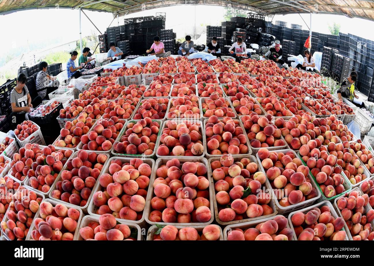 (190905) -- PECHINO, 5 settembre 2019 -- i coltivatori di frutta organizzano pesche appena raccolte presso una cooperativa di frutta presso il villaggio di Ledong di Zhongbao Township nella contea di Laoting, nella provincia di Hebei nella Cina settentrionale, 30 luglio 2019. La strategia di rivitalizzazione rurale è stata presentata per la prima volta durante il XIX Congresso Nazionale del Partito Comunista Cinese nel 2017 e ripetutamente sottolineata dalla leadership cinese da allora. L'obiettivo generale della strategia è quello di costruire aree rurali con imprese fiorenti, ambienti di vita piacevoli, educazione sociale e civiltà, governance efficace e prosperità. ) CINA-SVILUPPO RURALE (C Foto Stock