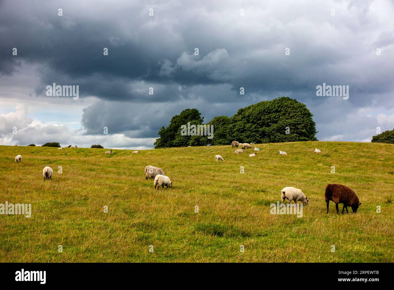 Pascolo di pecore su Middleton Moor vicino a Wirksworth High Peak Trail nel Derbyshire Dales Peak District Inghilterra REGNO UNITO Foto Stock