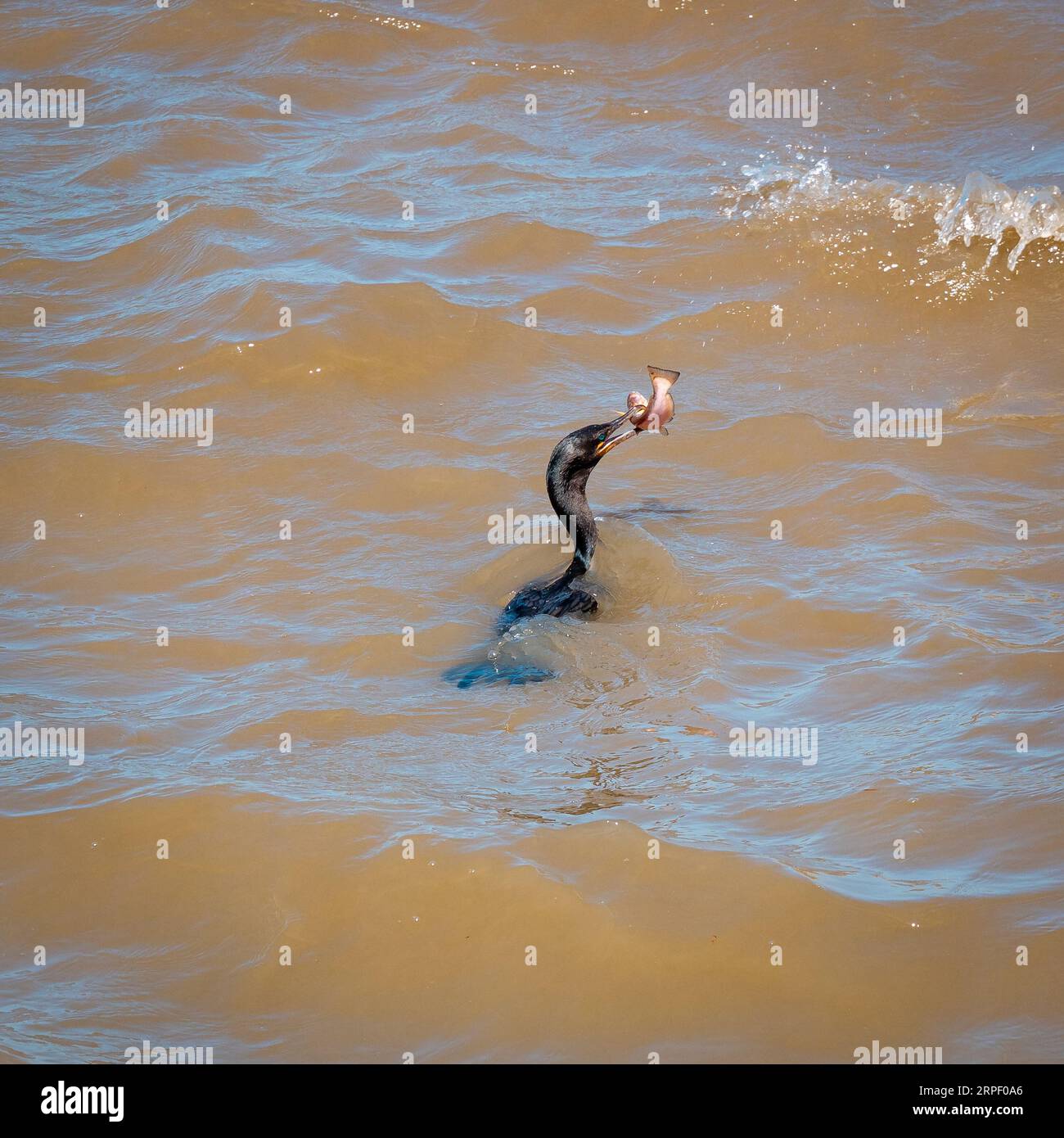 Il cormorano neotropico noto come cormorano oliveo (Nannopterum brasilianum) tiene un pesce nel suo becco mentre nuota nell'acqua Foto Stock