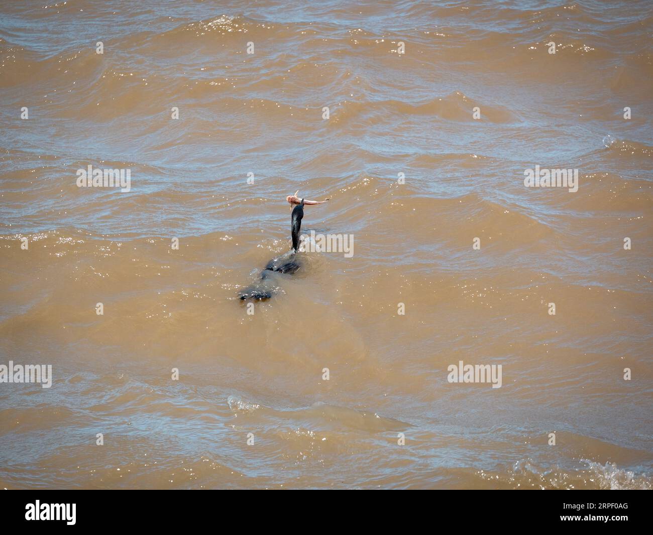 Il cormorano neotropico noto come cormorano oliveo (Nannopterum brasilianum) tiene un pesce nel suo becco mentre nuota nell'acqua Foto Stock