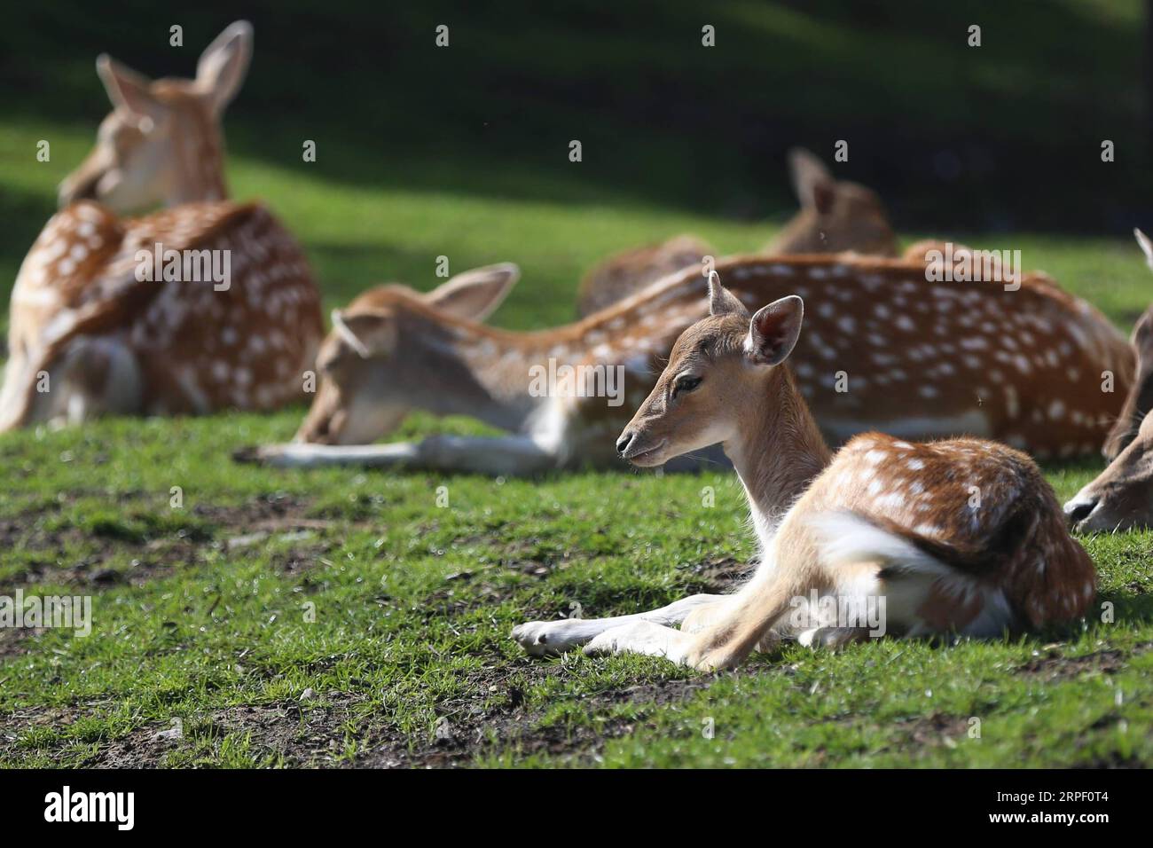 (190908) -- BRUXELLES, 8 settembre 2019 -- i cervi dalla coda bianca sono visti allo zoo Pairi Daiza di Brugelette, Belgio, l'8 settembre 2019. Situato a Brugelette, in Belgio, lo zoo Pairi Daiza ospita migliaia di animali provenienti da tutto il mondo. BELGIO-BRUGELETTE-ZOO-PAIRI DAIZA ZhengxHuansong PUBLICATIONxNOTxINxCHN Foto Stock