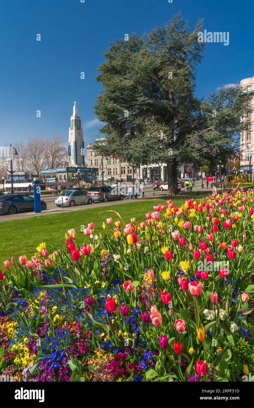 Letti decorativi di fiori primaverili presso l'Empress Hotel a Victoria, Isola di Vancouver, British Columbia, Canada. Foto Stock