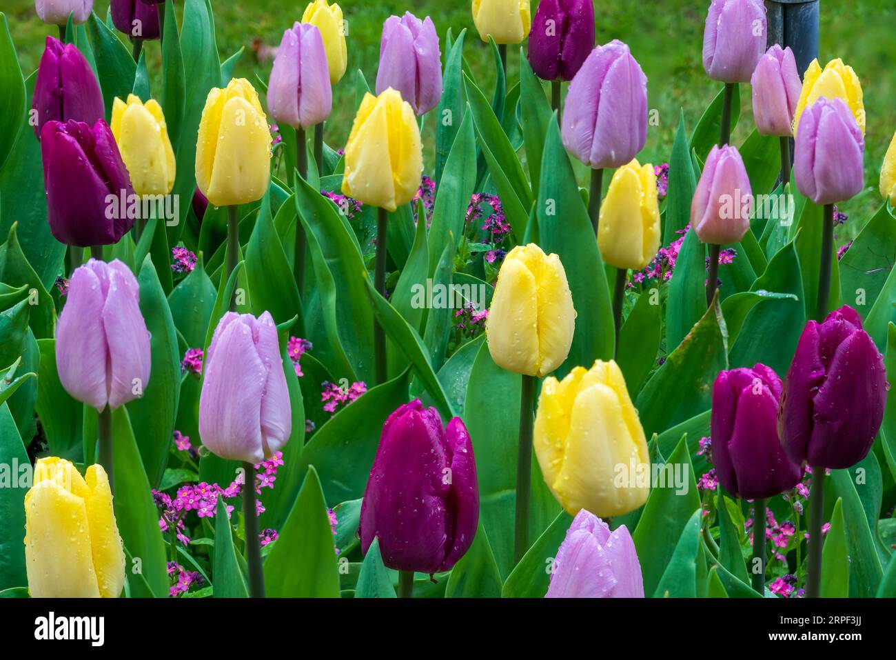 La stagione primaverile mostra di fiori presso i Butchart Gardens, Victoria, Vancouver Island, British Columbia, Canada. Foto Stock