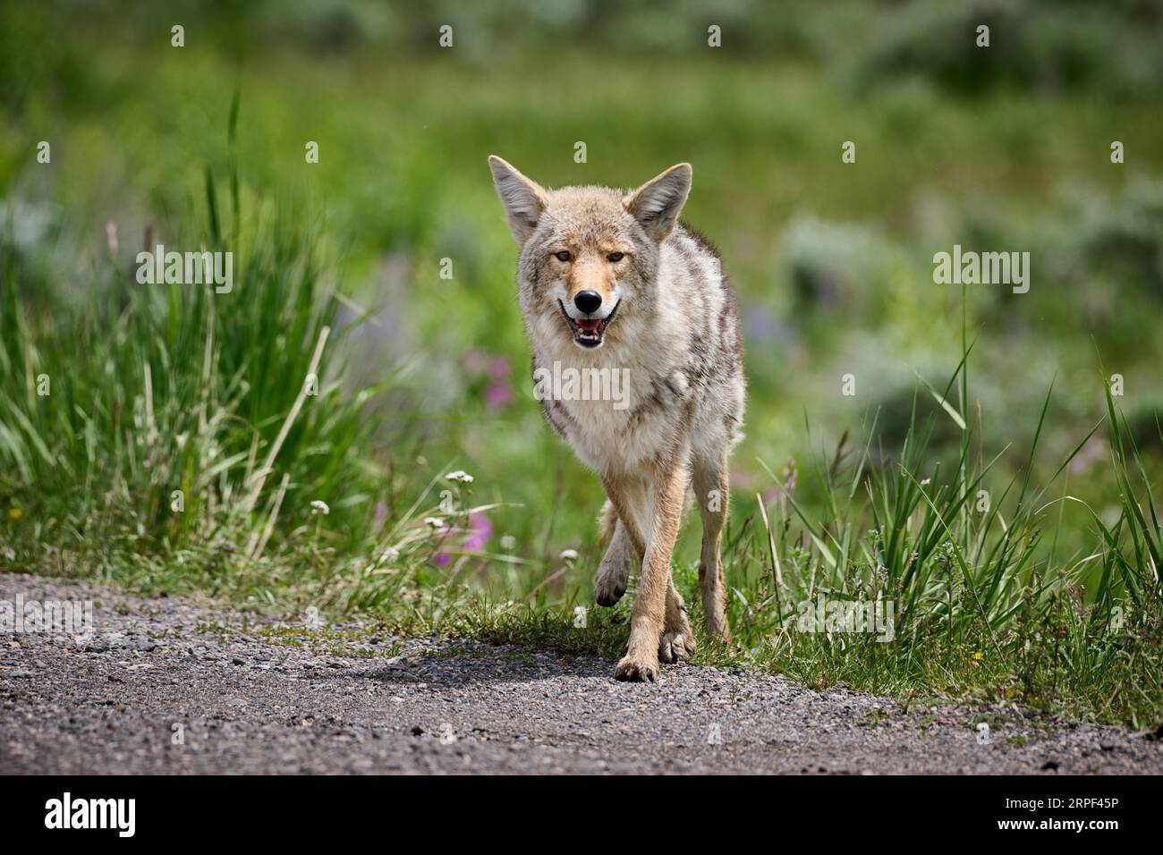 coyote (Canis latrans), Yellowstone National Park, Wyoming, Stati Uniti d'America Foto Stock