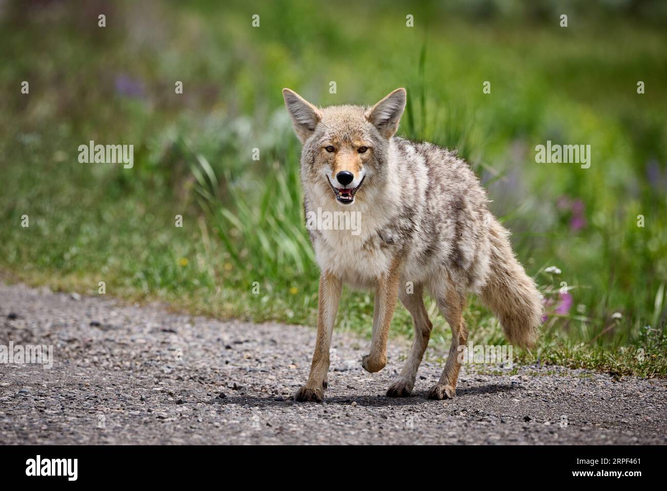 coyote (Canis latrans), Yellowstone National Park, Wyoming, Stati Uniti d'America Foto Stock