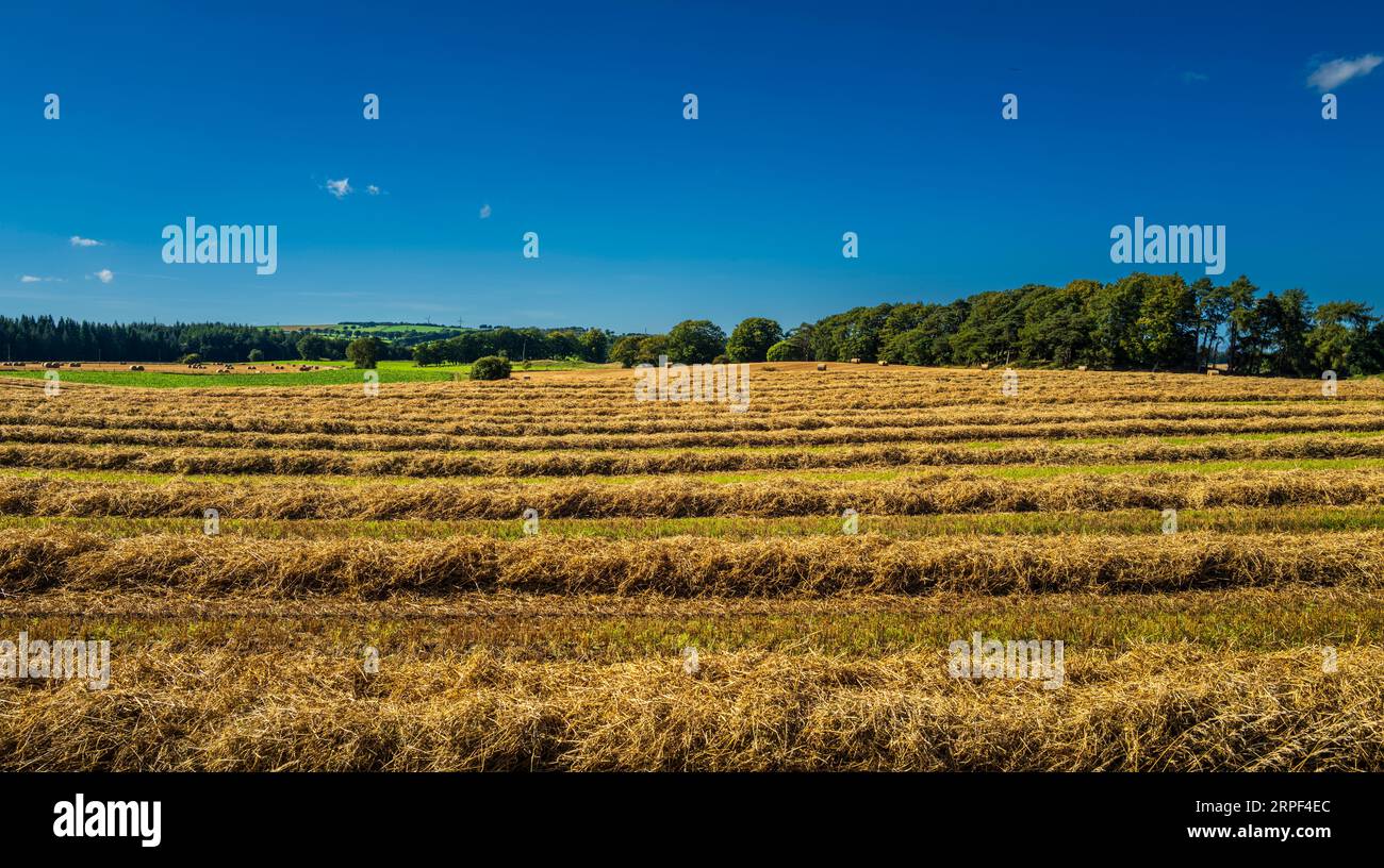 Balle di paglia in un campo durante il raccolto nel South Lanarkshire, in Scozia Foto Stock