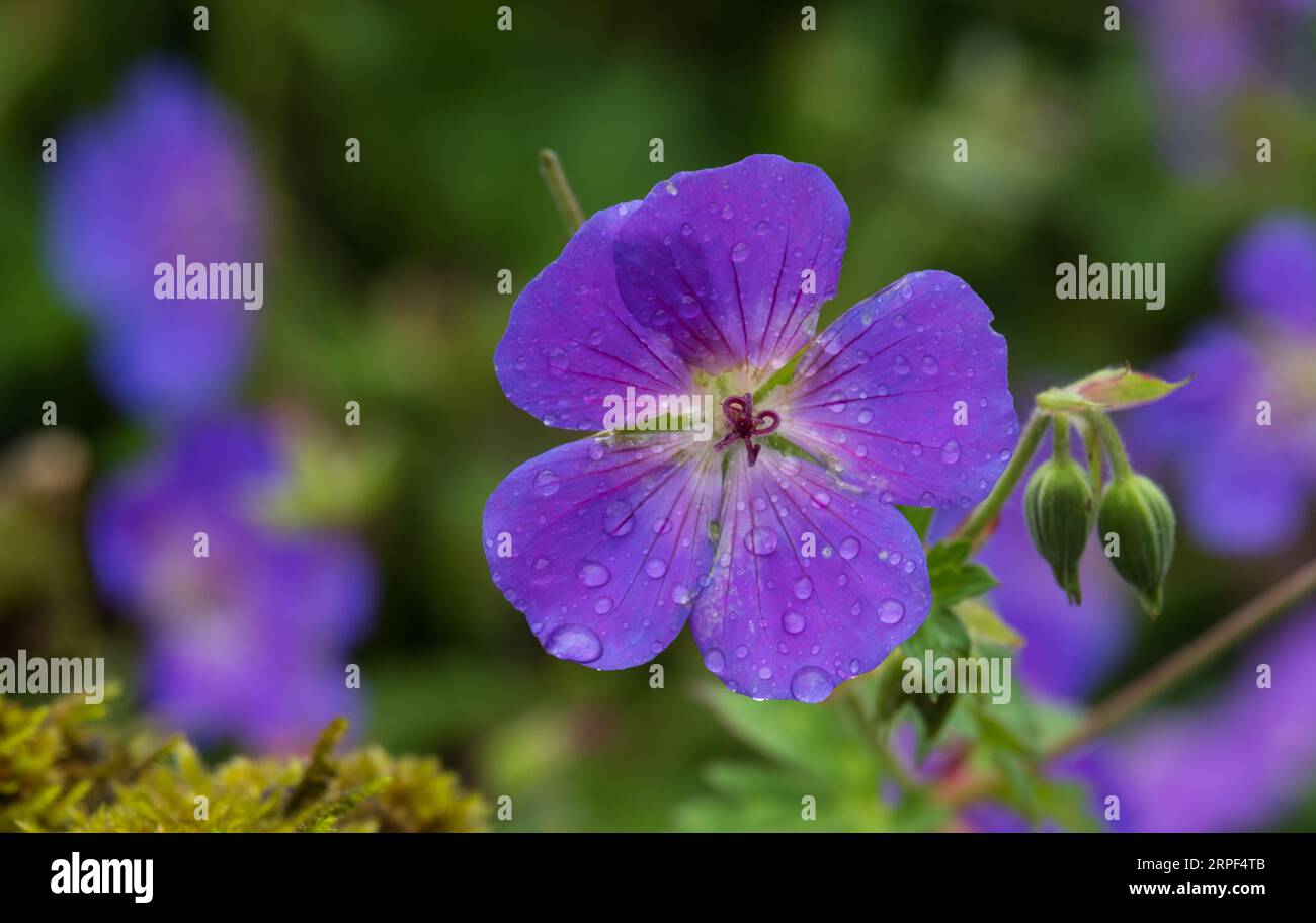 Gerani, gru viola in fiore in un giardino inglese in estate Foto Stock