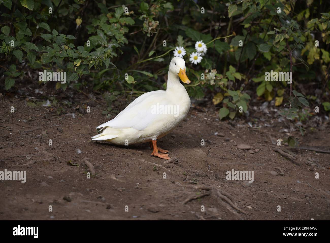 White Domestic Duck (Pekin Duck) in piedi su una sponda fangosa a destra, Head Turned to camera, su uno sfondo verde fogliame, scattato nel Regno Unito Foto Stock