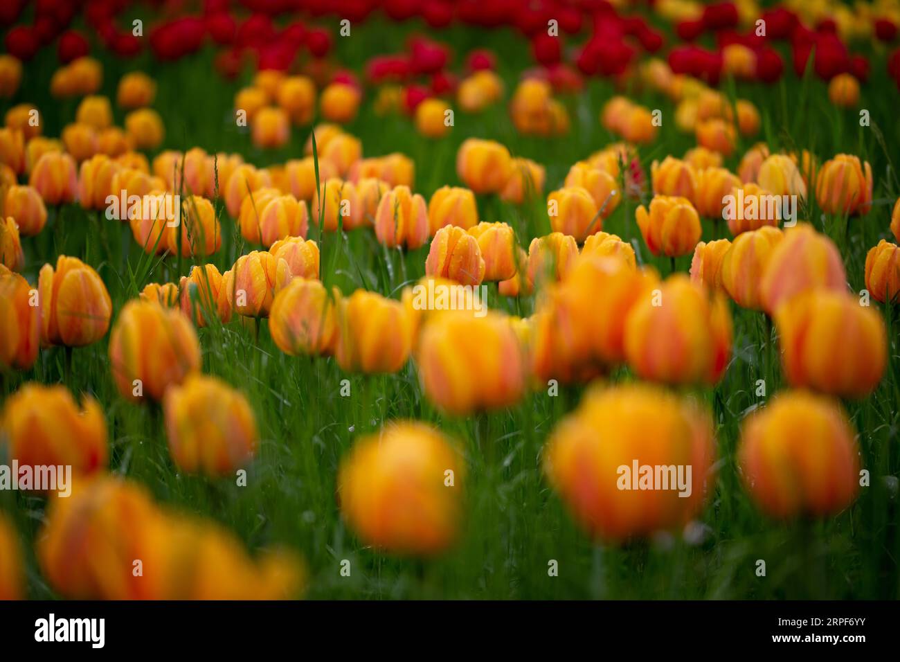 Un vivace paesaggio di tulipani gialli e rossi in piena fioritura Foto Stock