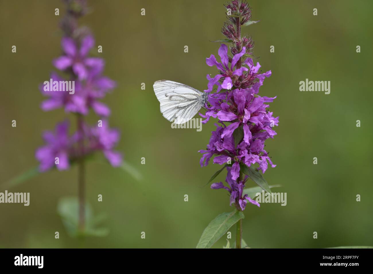 Immagine di profilo destro di una piccola farfalla bianca (Pieris rapae) con Proboscis e antenna in fiori di campo viola, su sfondo verde chiaro Foto Stock