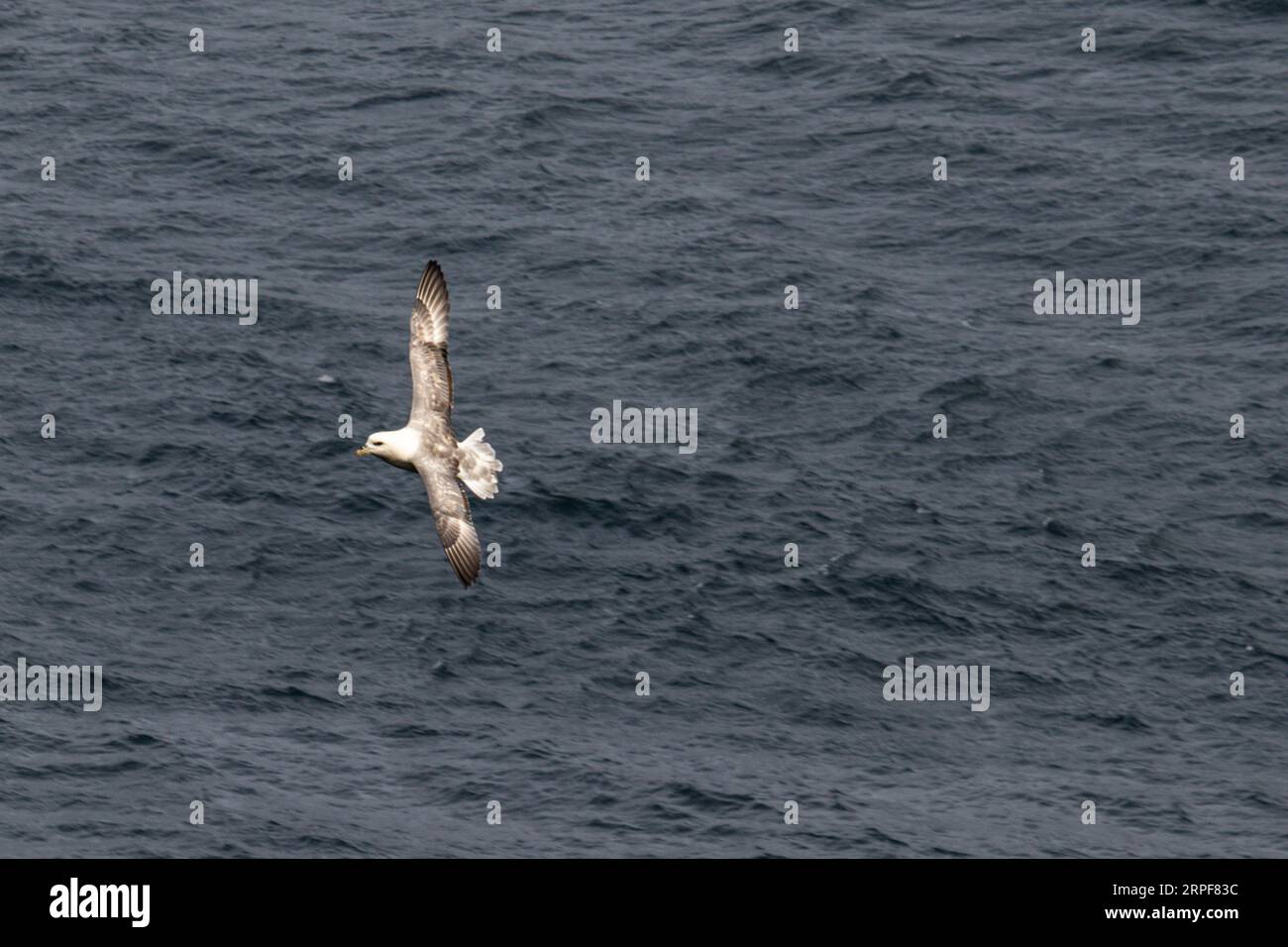 Gabbiano volante - Larinae Foto Stock