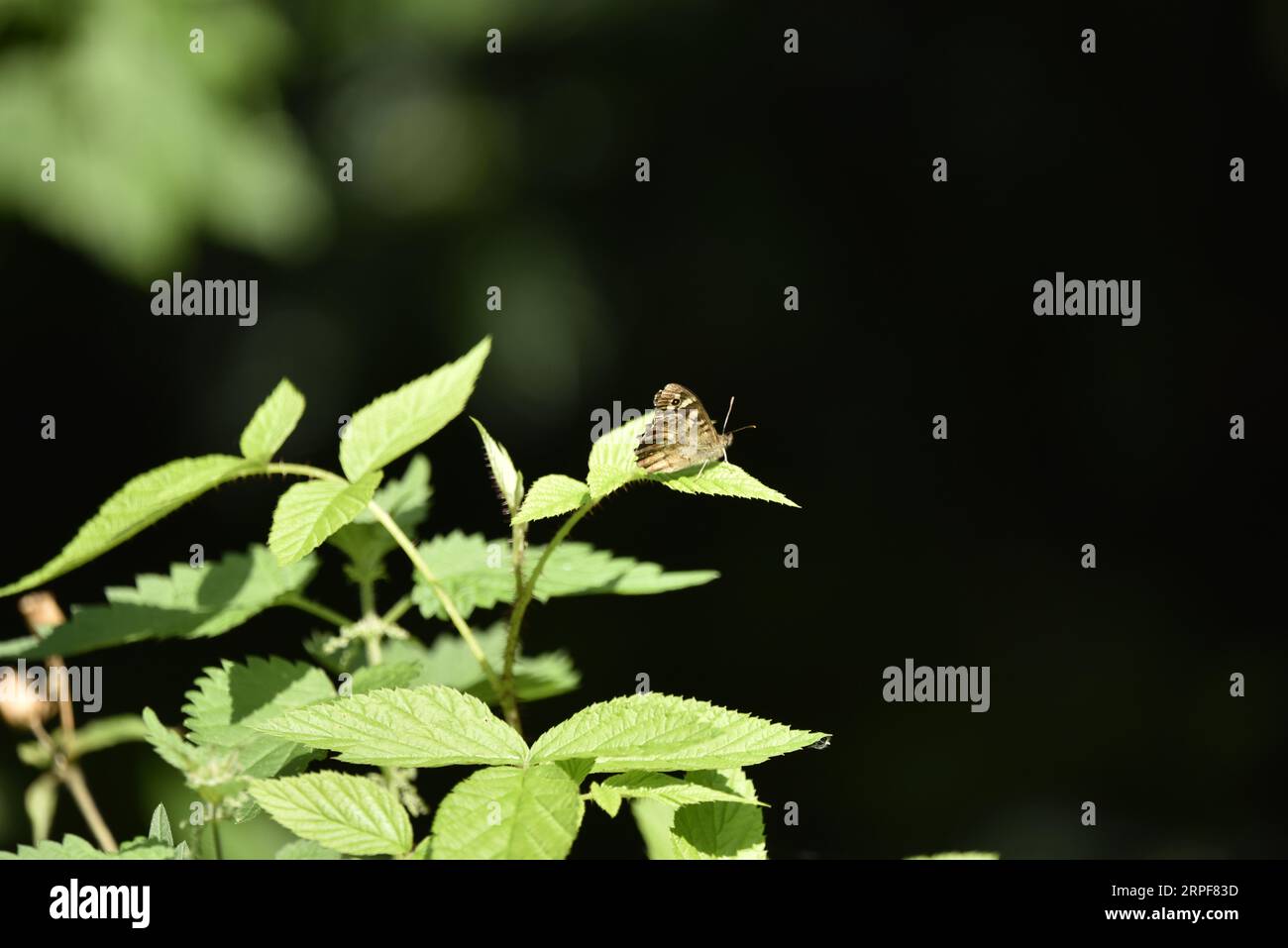 Speckled Wood Butterfly (Pararge aegeria) appollaiato su una foglia di ortica nel sole, a destra, a metà immagine, scattata nel Regno Unito a settembre Foto Stock