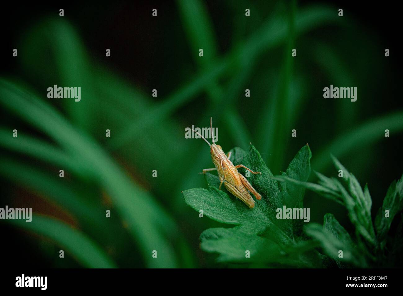 Grasshopper close up Foto Stock