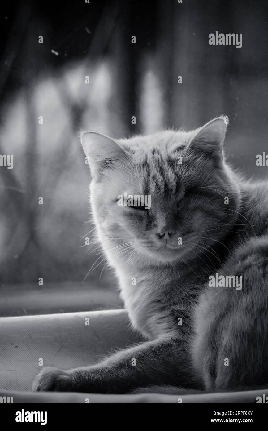 Cat Without e Eye B&N Foto Stock