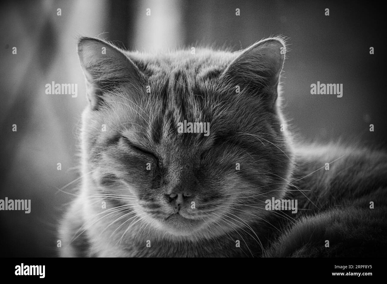 Cat Without e Eye B&N Foto Stock