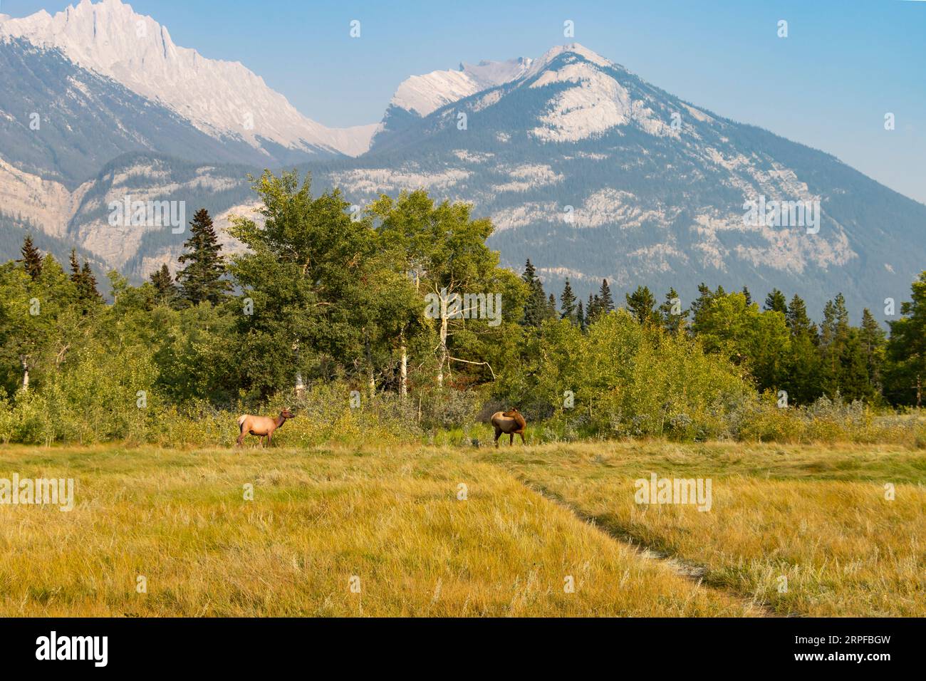 due alci in piedi davanti alla linea degli alberi con la montagna che torreggia sopra e il cielo blu Foto Stock