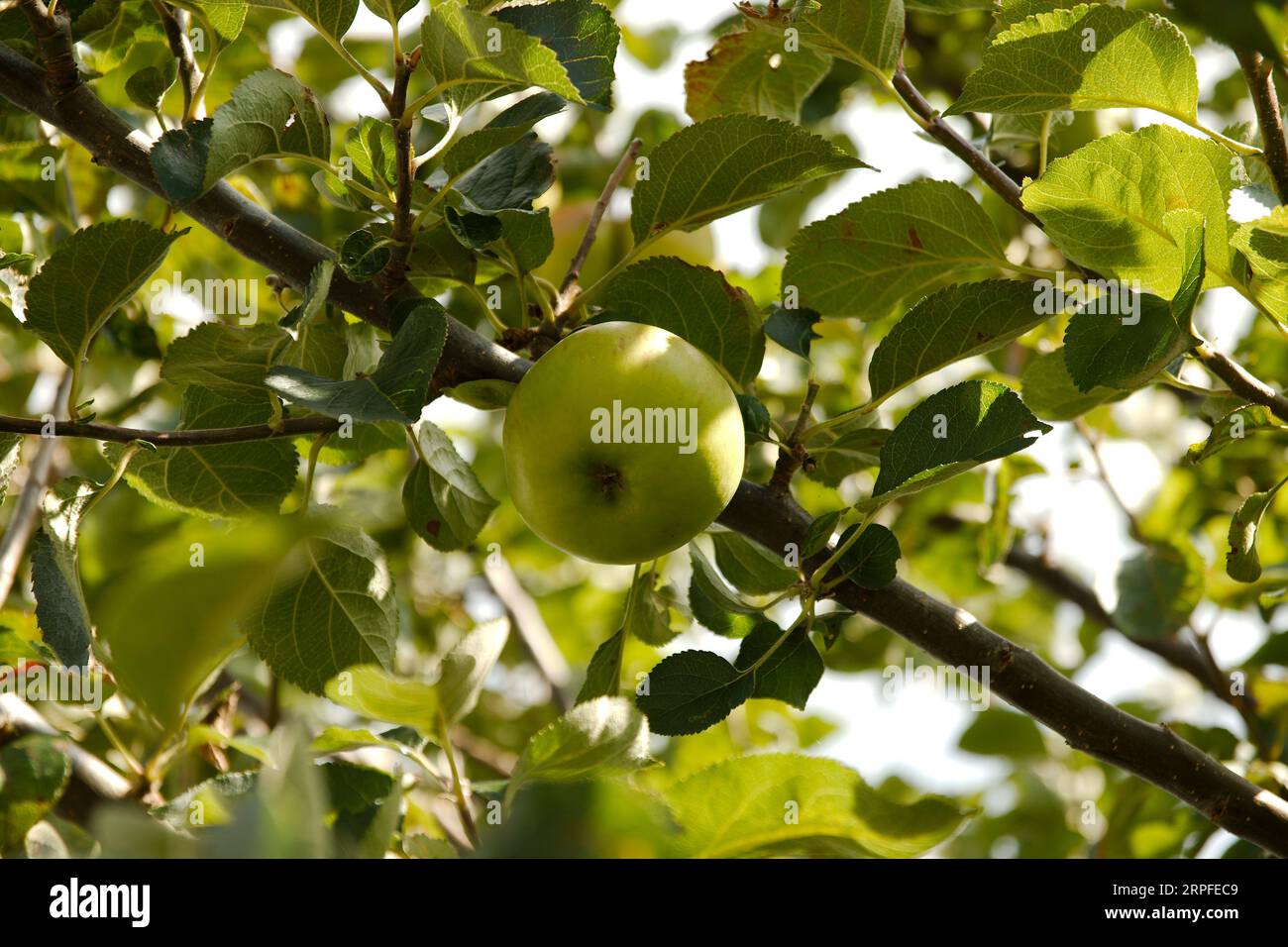 Mela verde nel paesaggio in un melo Foto Stock