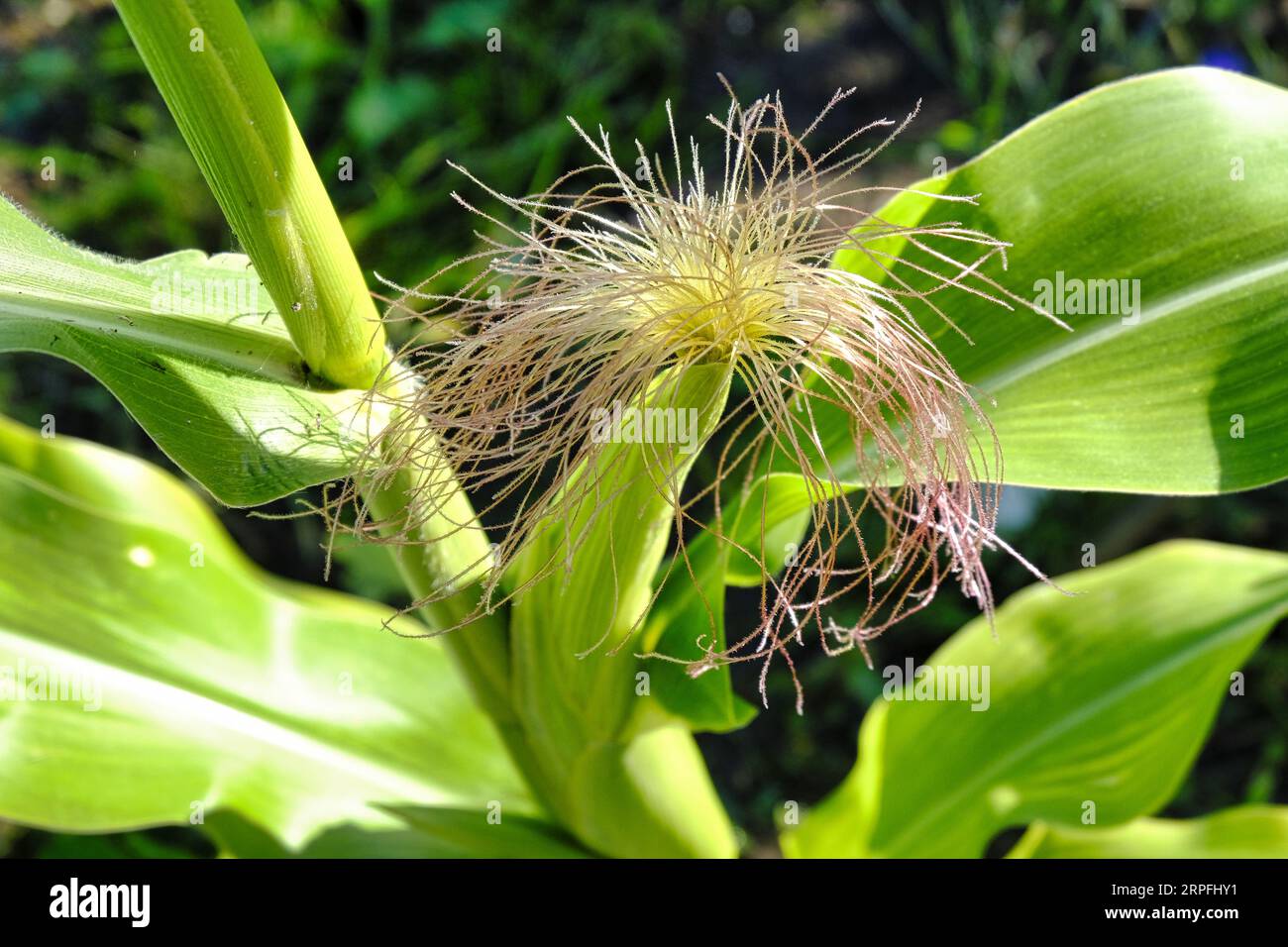 Primo piano della fibra di seta di mais su un emergente pannocchia di mais dolce a fine estate Foto Stock