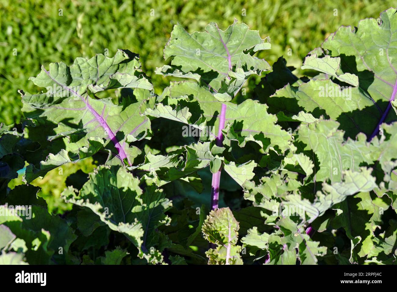 Le Kalettes crescono sulle assegnazioni britanniche alla fine dell'estate Foto Stock