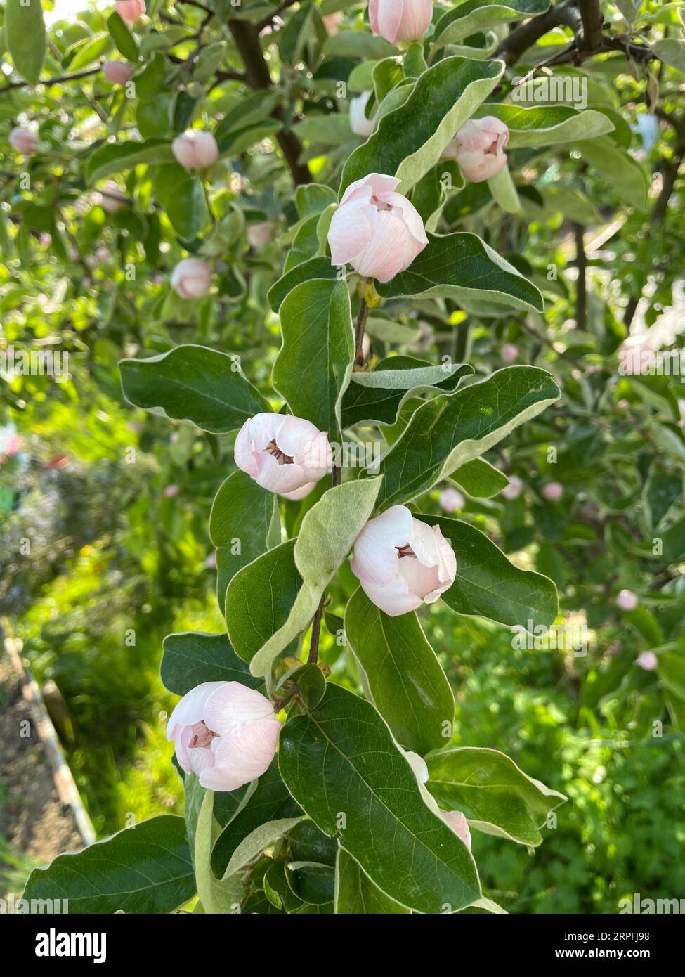 Fioritura dell'albero di Quince. Cydonia oblonga. Varietà d'oro serba. Foto Stock