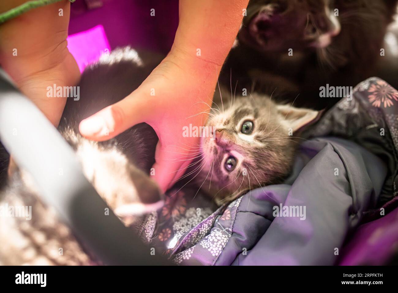 Le mani di un bambino che prende un piccolo gattino dalla culla. Un bambino gioca con gattini da cortile appena nati Foto Stock