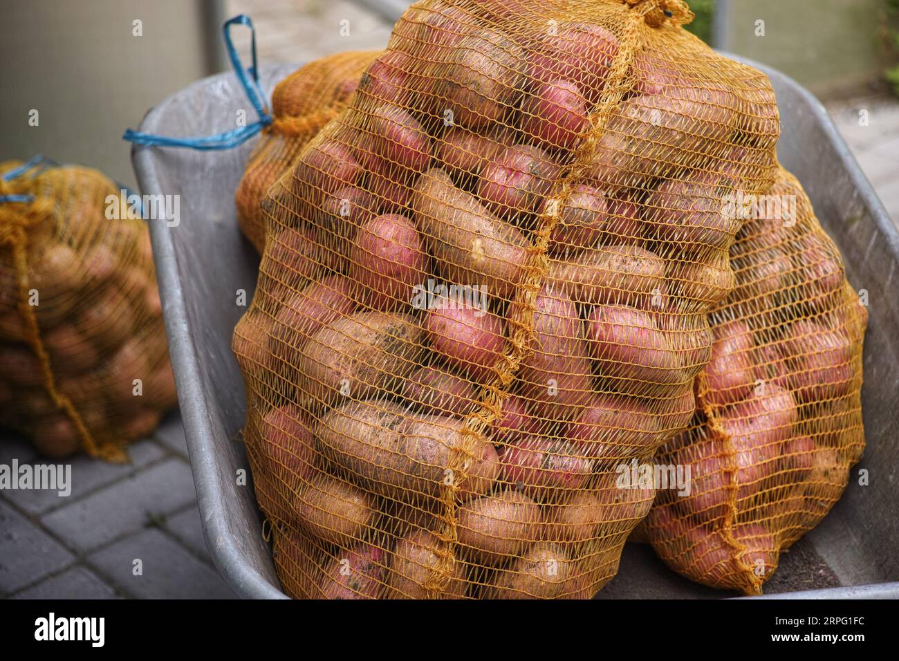 Grandi sacchi di patate in una carriola. Primo piano. Foto Stock
