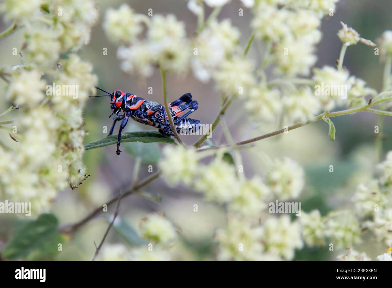 Chapulín o Grasshopper in piedi su un impianto. Blu un insetto rosso. Foto Stock