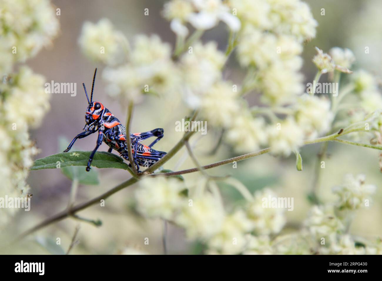 Chapulín o Grasshopper in piedi su un impianto. Blu un insetto rosso. Foto Stock