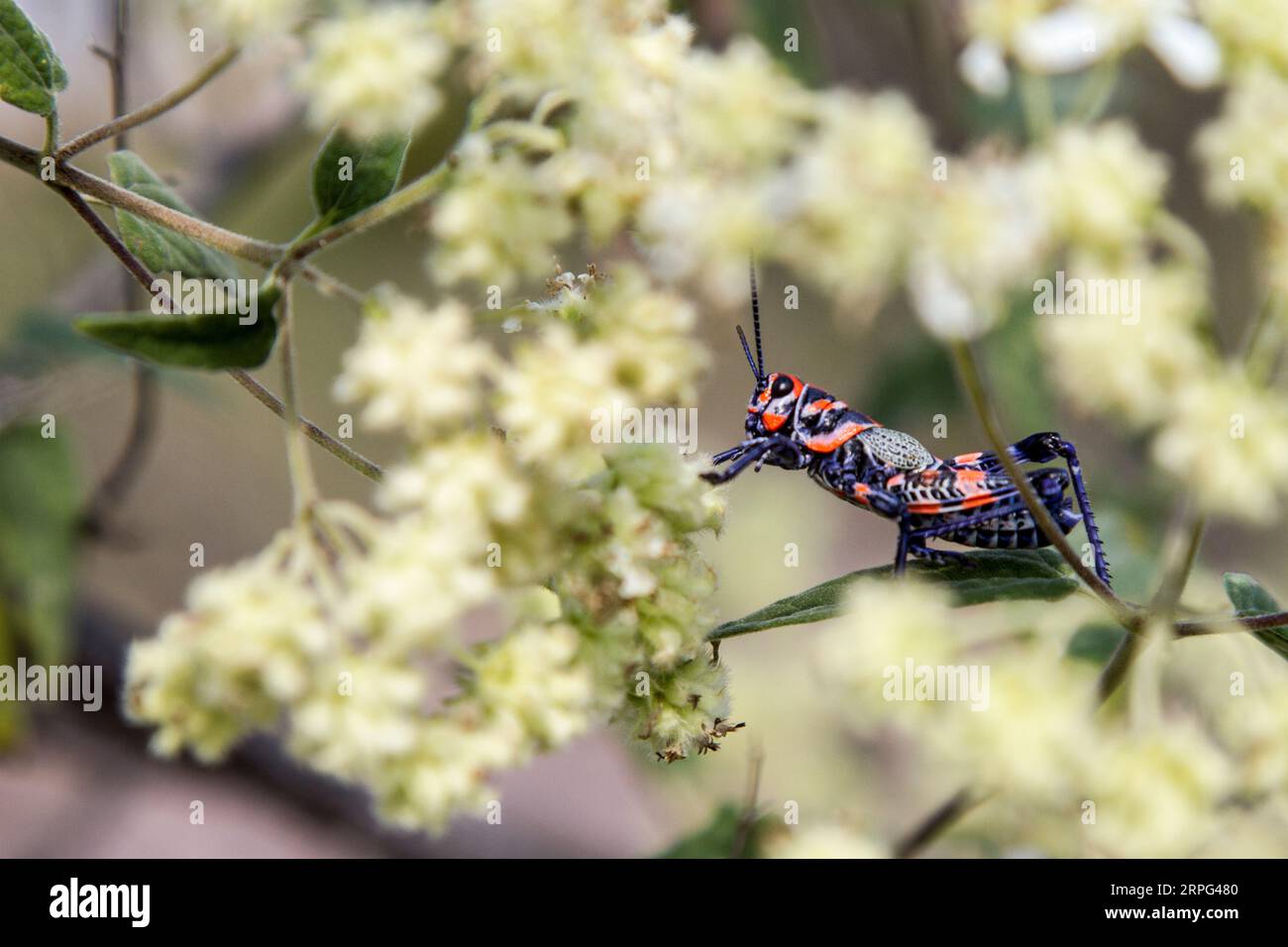 Chapulín o Grasshopper in piedi su un impianto. Blu un insetto rosso. Foto Stock