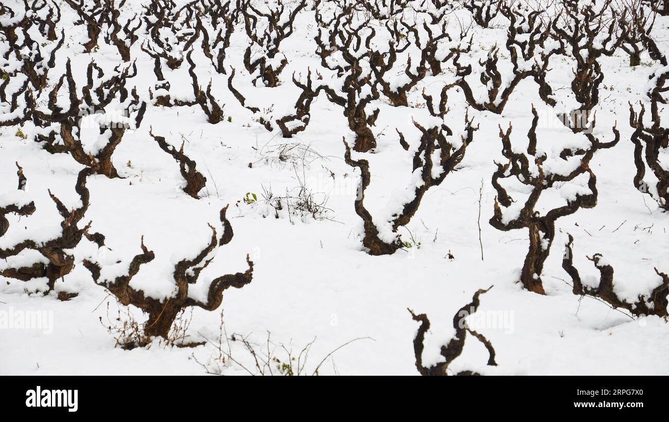 Vigneto nevoso fresco con vigneti innevati vicino a Xaló in inverno (Vall de Pop Valley, Marina alta, Alicante, Comunità Valenciana, Spagna) Foto Stock