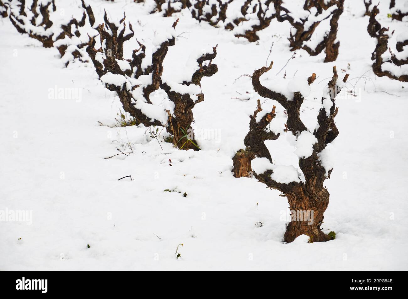 Vigneto nevoso fresco con vigneti innevati vicino a Xaló in inverno (Vall de Pop Valley, Marina alta, Alicante, Comunità Valenciana, Spagna) Foto Stock