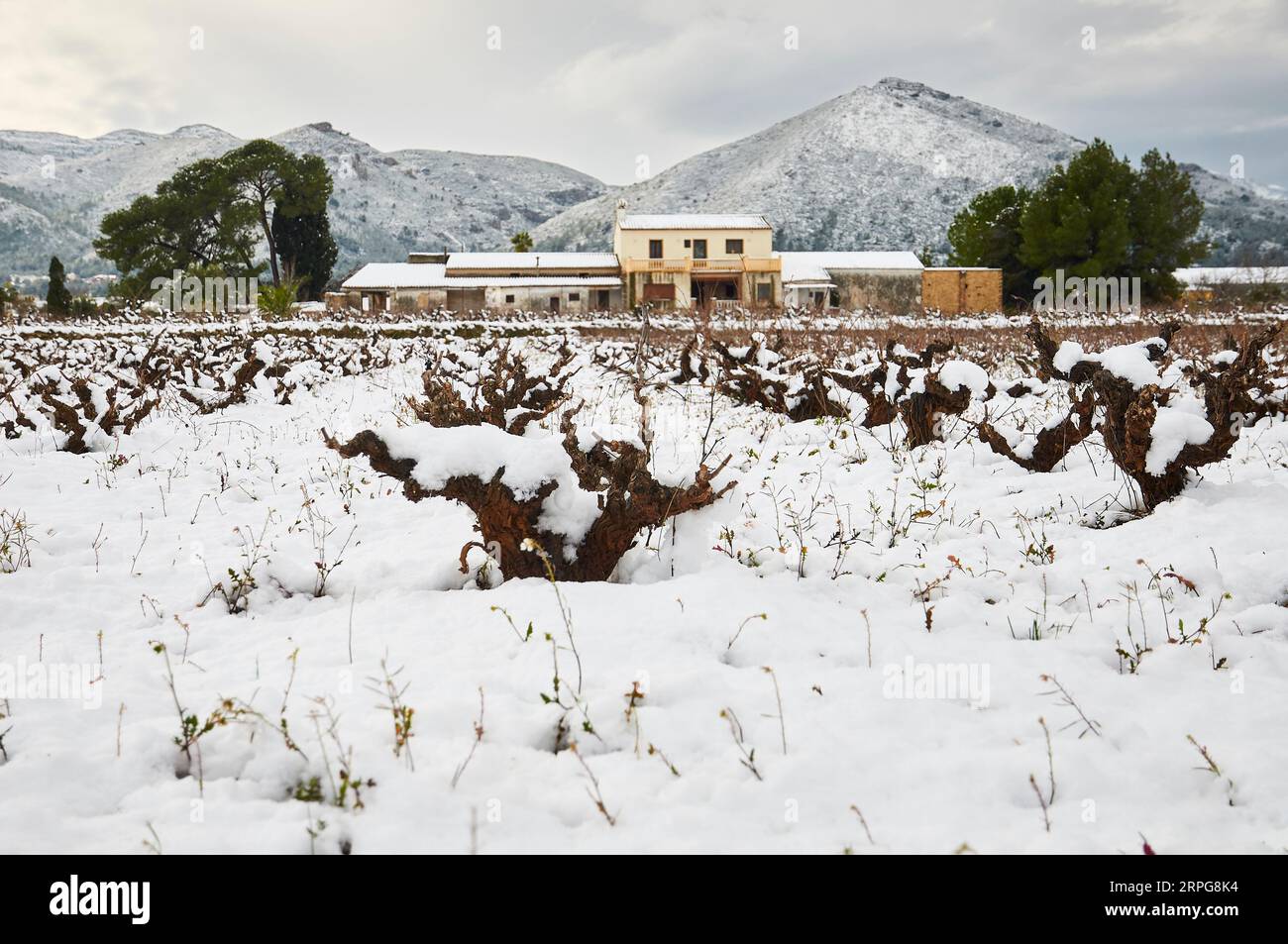 Vigneto appena nevicato vicino a Xaló in inverno con picco Penyal de la Mica in lontananza (Vall de Pop, Marina alta, Alicante, Comunità Valenciana, Spagna) Foto Stock