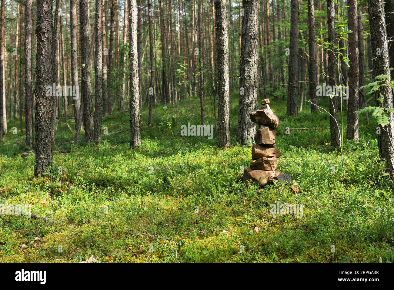 piccolo cairn, una piramide di pietre in una foresta di conifere Foto Stock