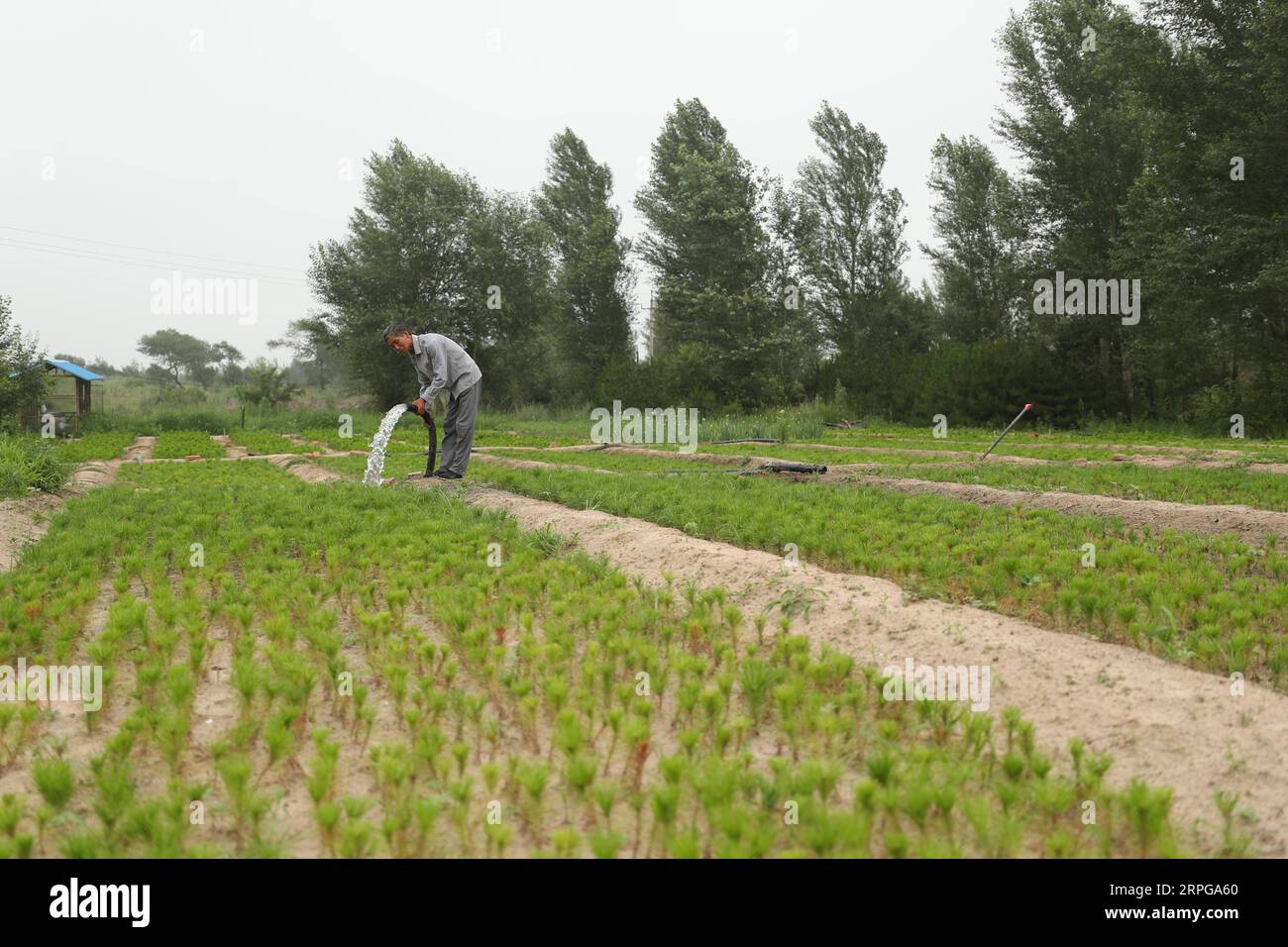 191009 -- FUXIN, 9 ottobre 2019 -- Hou Gui Waters saplings in Zhangwu County of Fuxin City, provincia di Liaoning della Cina nordorientale, 17 luglio 2019. Hou Gui, 68, è un villaggio del villaggio di Liujia, nella città di Sihecheng, nella contea di Zhangwu. Vivendo al confine meridionale della terra sabbiosa di Horqin, Hou ha piantato più di 200.000 alberi su 2.400 mu 160 ettari di terreno sabbioso negli ultimi 18 anni. Quando ero bambino, il vento fece saltare la sabbia e non riuscivo a vedere niente. Ha detto Hou Gui. Al fine di proteggere la sua patria, Hou Gui iniziò l'imboschimento nel 2001. Negli ultimi anni, con il rafforzamento dei dirigenti governativi Foto Stock