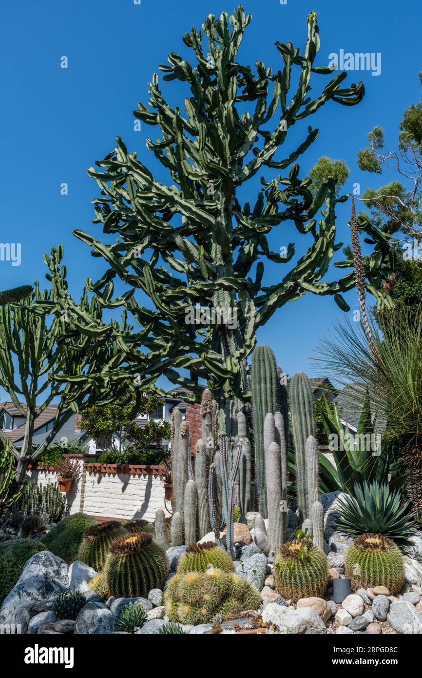 Un gigantesco albero di candelabro in un giardino botanico della California meridionale Foto Stock