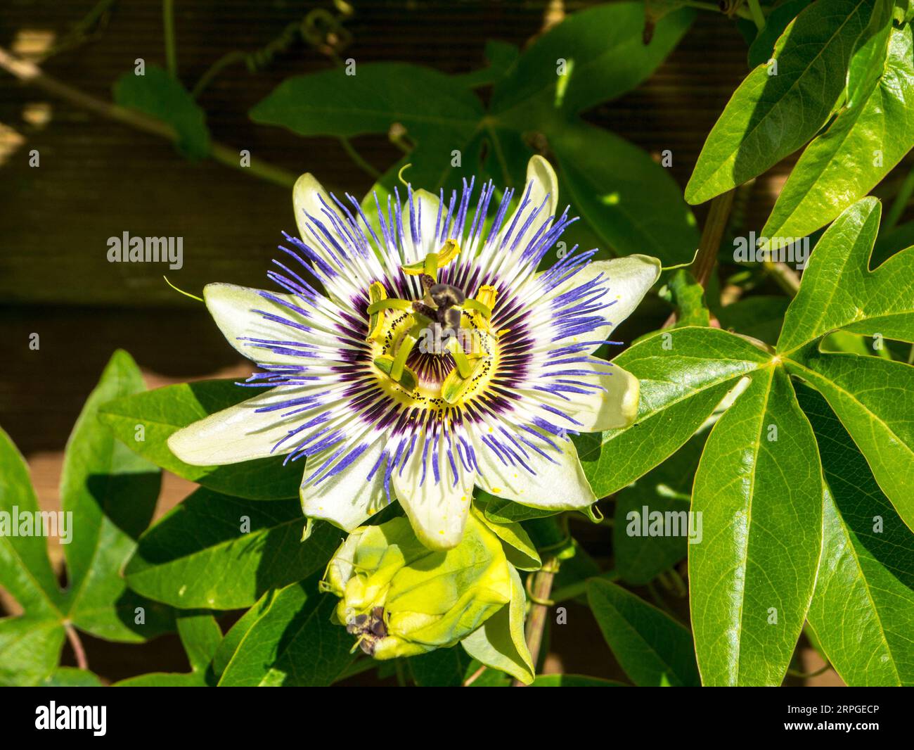Bianco matrimonio passionflower nel mio giardino Burnley in Lancashire England.To religiosi cristiani la passione fiore è simbolo della Crocifissione Foto Stock Bianco matrimonio passionflower nel mio giardino Burnley in Lancashire England.To religiosi cristiani la passione fiore è simbolo della Crocifissione Foto Stock