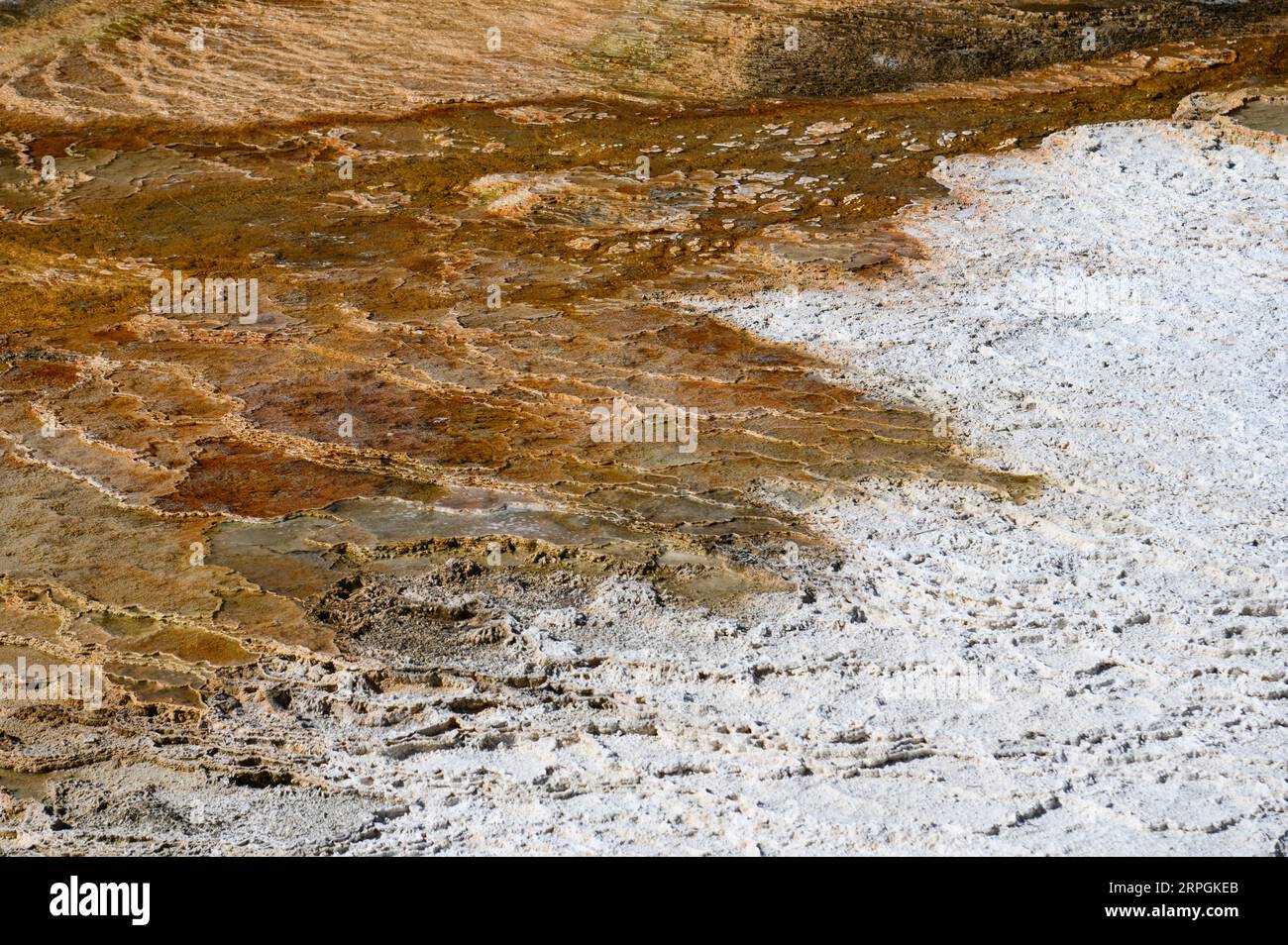 Mammoth Hot Springs nel parco nazionale di Yellowstone, vicino a Gardiner nel Montana Foto Stock