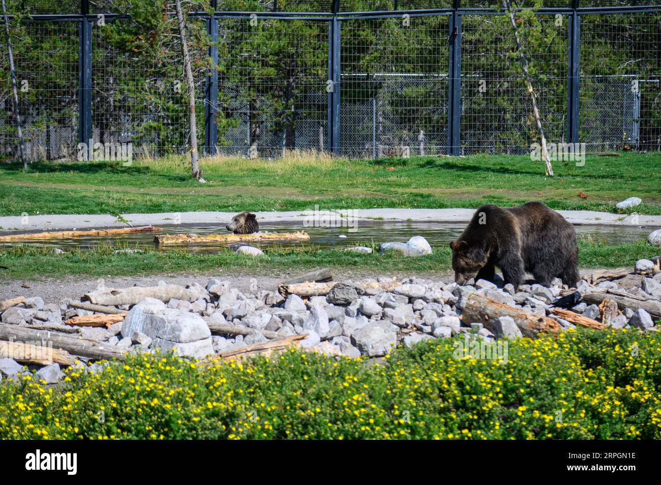 Un orso Grizzly maschio adulto a West Yellowstone, Montana, USA Foto Stock