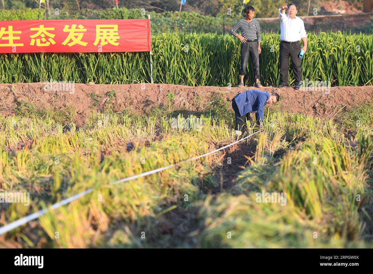 191022 -- CHANGSHA, 22 ottobre 2019 -- Un membro del personale misura l'area di un terreno di campo in una base dimostrativa nella contea di Hengnan della città di Hengyang, nella provincia di Hunan, nella Cina centrale, 21 ottobre 2019. Il riso ibrido di terza generazione sviluppato da Yuan Longping, il padre del riso ibrido, e il suo team sono stati sottoposti al suo primo monitoraggio pubblico della resa dal lunedì al martedì e hanno raggiunto un alto rendimento. La resa finale della varietà testata, G3-1S/P19, è stata di 1.046,3 kg per mu circa 667 metri quadrati, sulla base di due appezzamenti di terreno nel villaggio di Qingzhu sotto la città di Hengyang in Hunan. EyesonsciCHINA-HUNAN-THIR Foto Stock