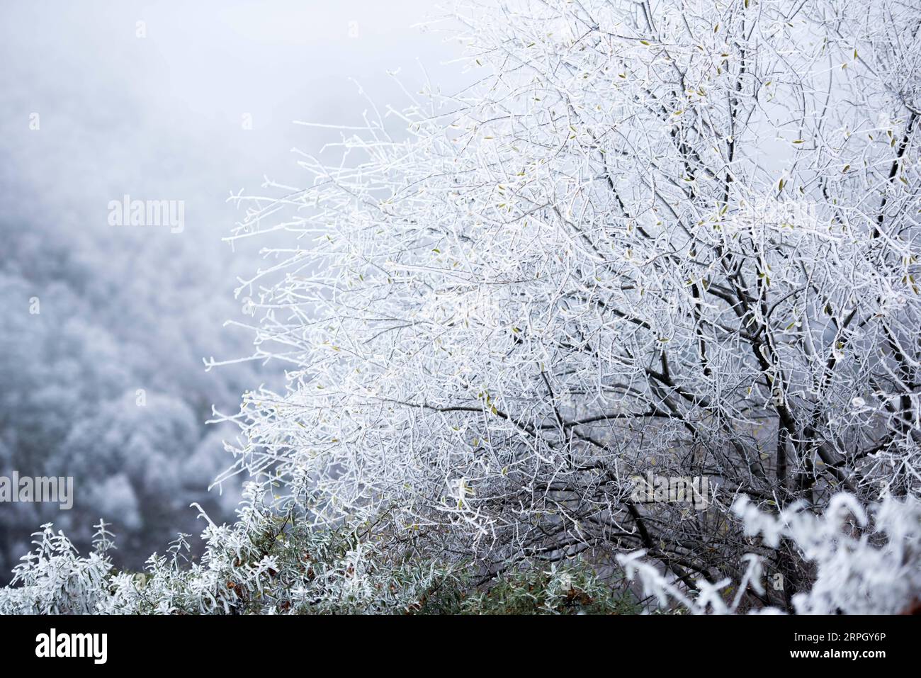 191024 -- XINING, 24 ottobre 2019 -- foto scattata il 24 ottobre 2019 mostra lo scenario del Qunjia National Forest Park nella contea di Huangzhong, nella provincia del Qinghai della Cina nord-occidentale. CHINA-QINGHAI-QUNJIA NATIONAL FOREST PARK-SCENIC CN WUXGANG PUBLICATIONXNOTXINXCHN Foto Stock