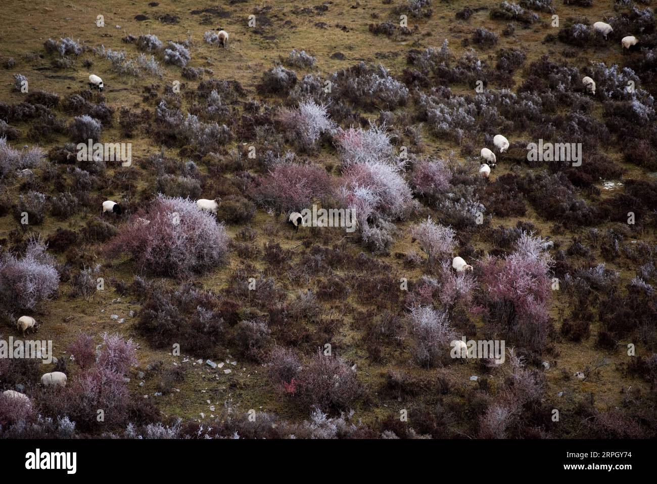 191024 -- XINING, 24 ottobre 2019 -- foto scattata il 24 ottobre 2019 mostra lo scenario del Qunjia National Forest Park nella contea di Huangzhong, nella provincia del Qinghai della Cina nord-occidentale. CHINA-QINGHAI-QUNJIA NATIONAL FOREST PARK-SCENIC CN WUXGANG PUBLICATIONXNOTXINXCHN Foto Stock